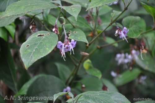 Nilgirianthus ciliatus fullplant5.jpg